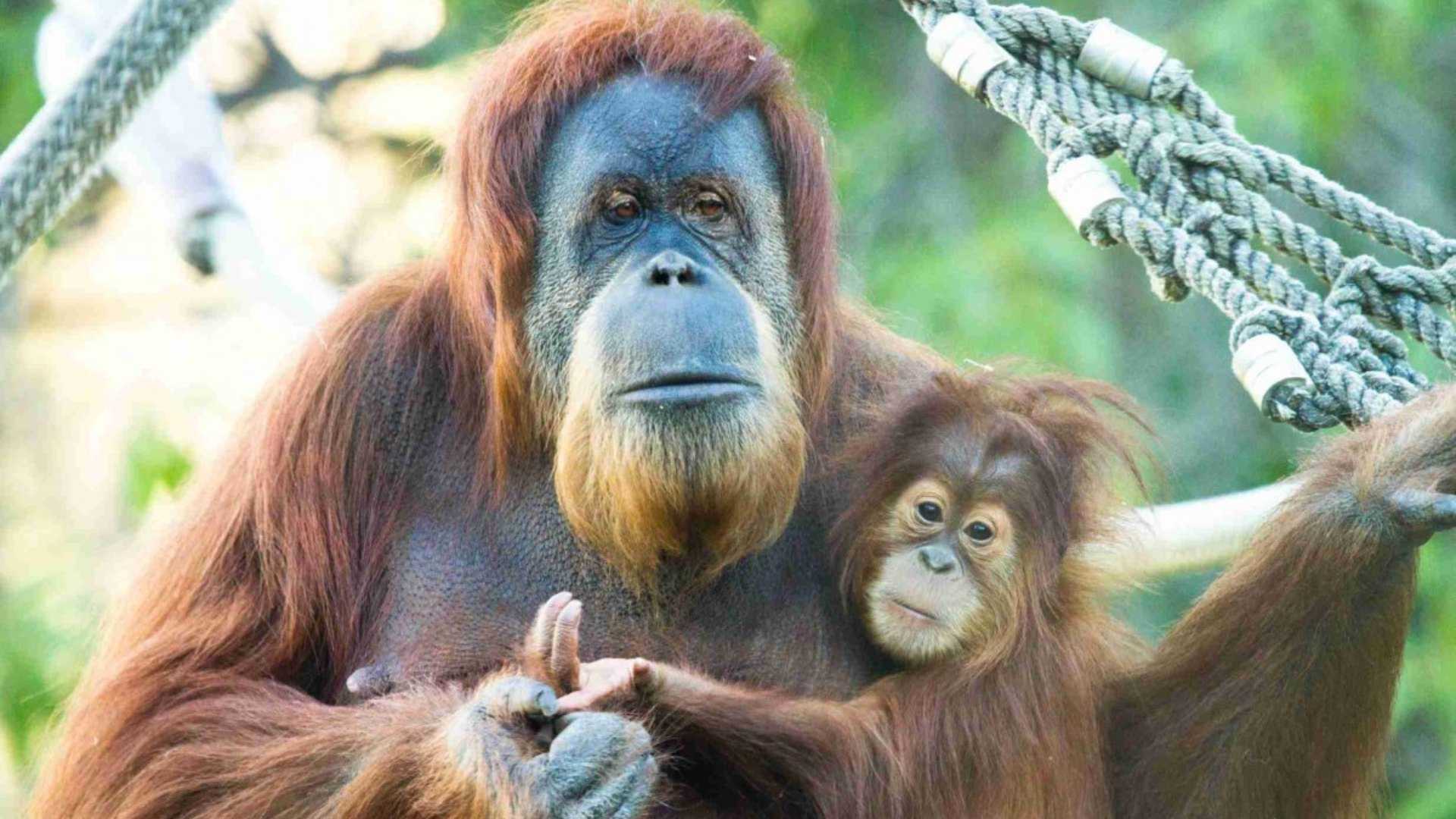 Studi Ungkap Banjir Sumatera Ancam Kelangsungan Orang Utan Tapanuli